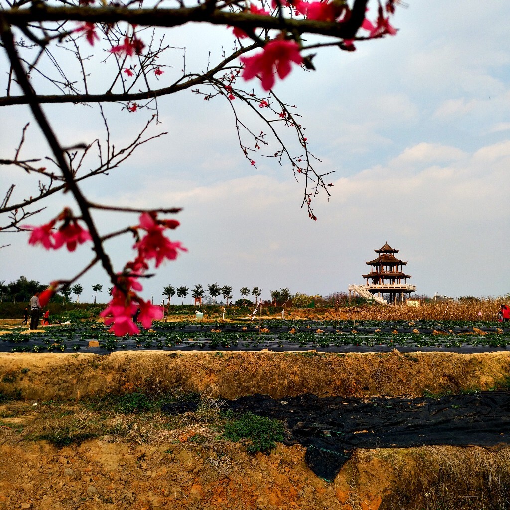 贵港四季花田最新资讯——探索花田里的美丽与温馨日常
