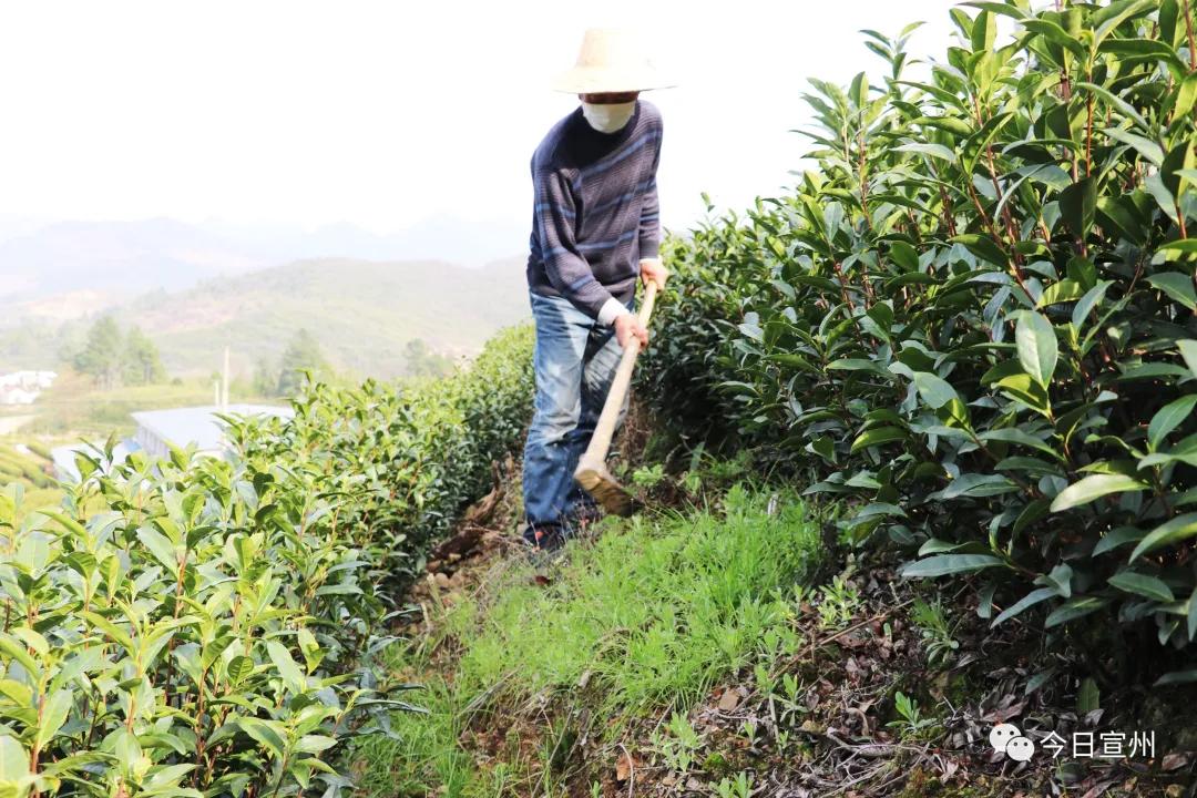 茶叶上市企业引领茶产业新篇章发展