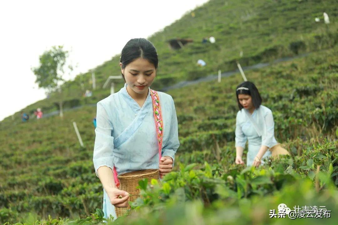 茶叶上市企业引领茶产业新篇章发展