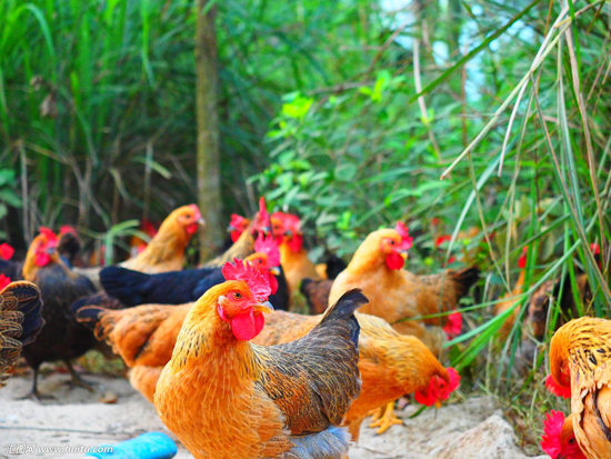 今日麻鸡价格行情分析与报价