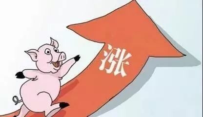 今日猪价格走势及分析概览