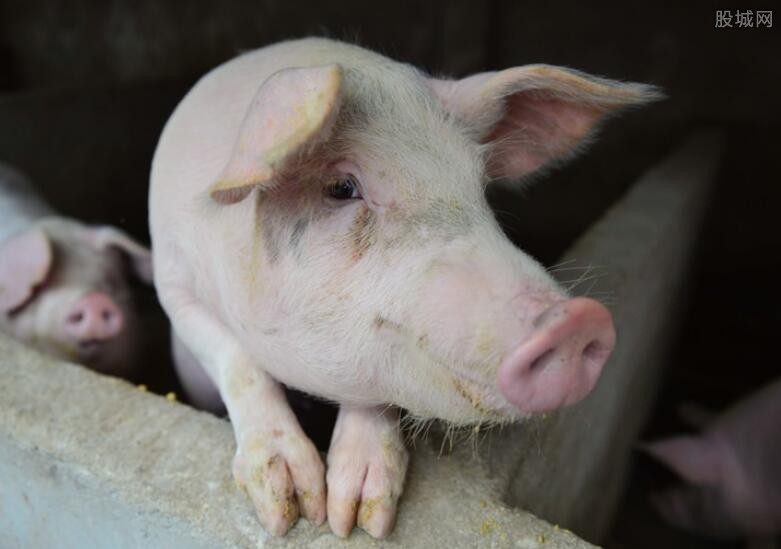 今日猪价格走势及分析概览