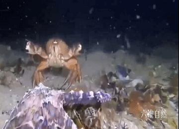 湖北掌大新版，时代背景下的创新里程碑