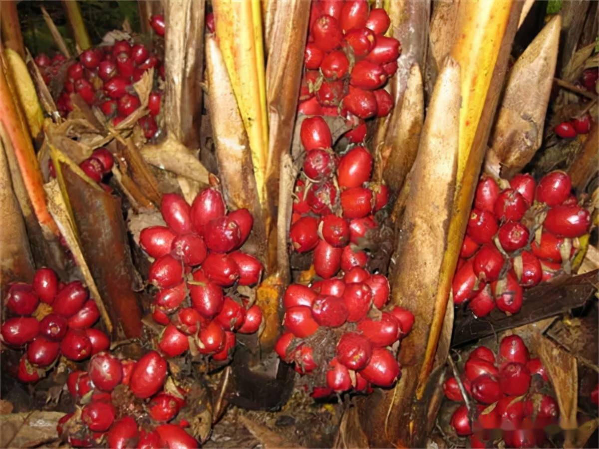 草果最新价格行情动态更新