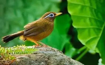 镇雄县房屋出售信息，小巷深处的独特风情房源一览