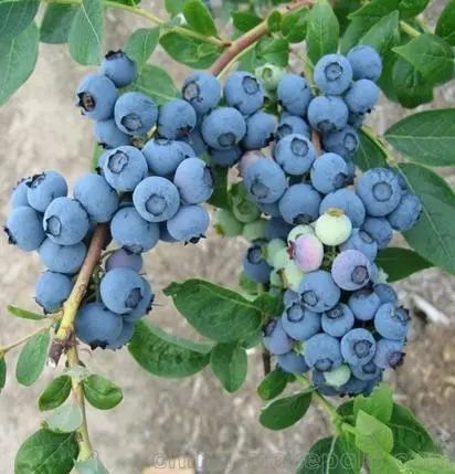 ??新鲜季节揭秘,蓝莓上市时间一览??