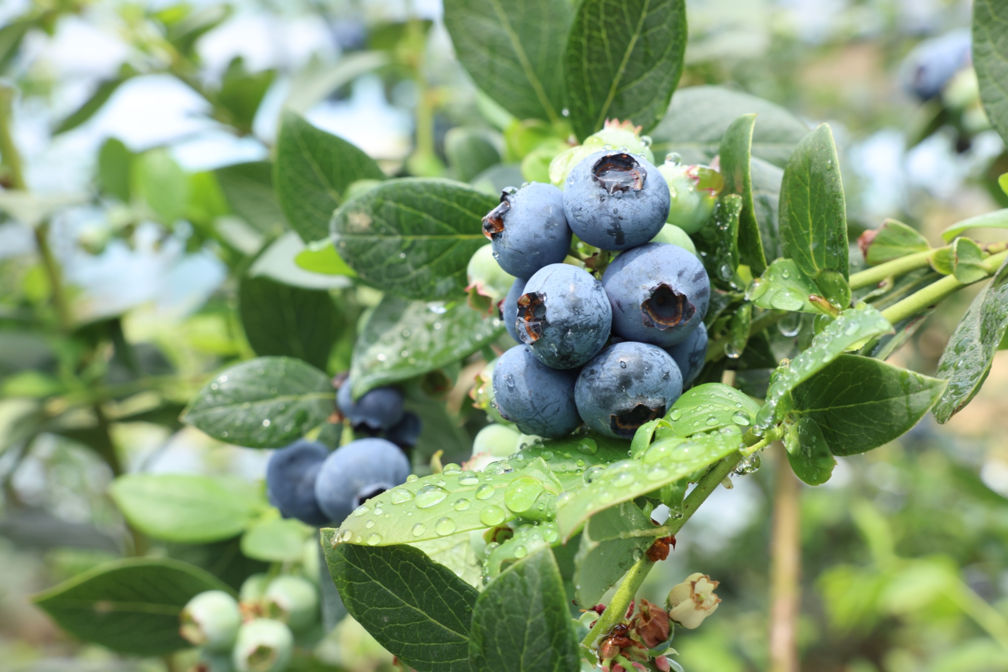 ??新鲜季节揭秘,蓝莓上市时间一览??