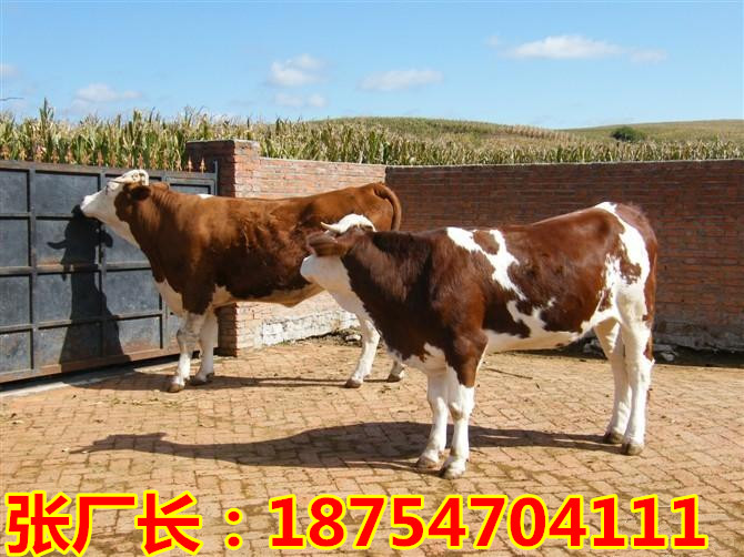 揭秘肉牛出栏价格行情,市场行情分析,你了解多少?