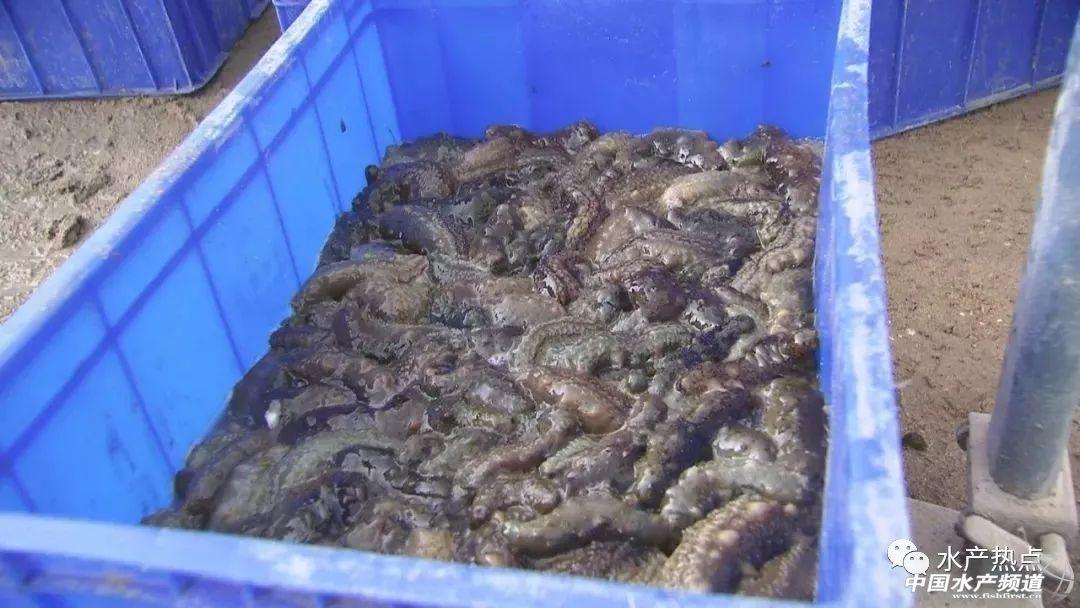 海参最新价格表及市场趋势深度分析