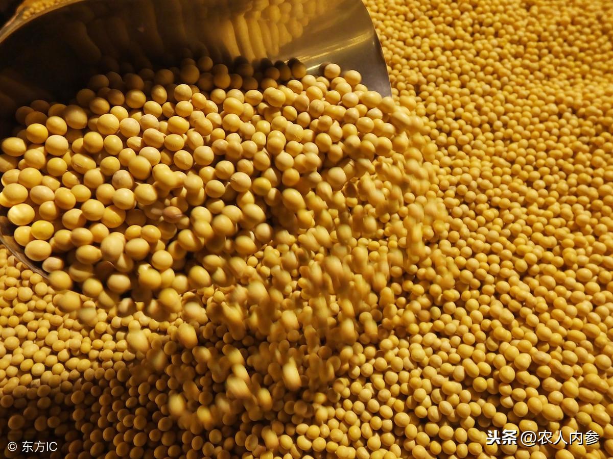 最新黄豆价格揭秘与行情分析??