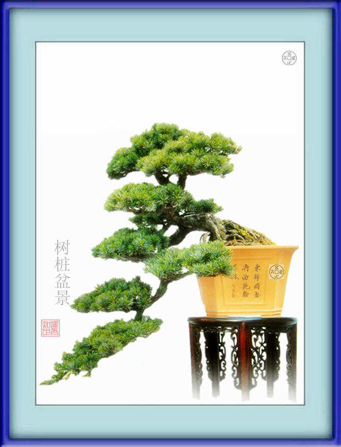 最新盆景树，自然艺术之美的独特展现