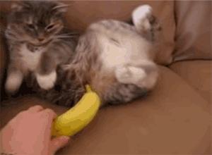 南瓜最新破解，探索未知魅力的独特之旅