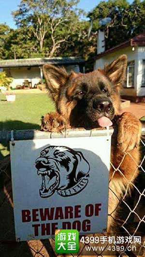 恶犬最新在线，网络时代的警觉与应对之道