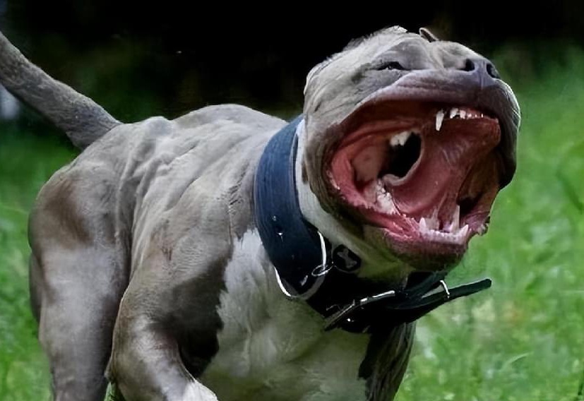 恶犬最新在线,网络时代的警觉与应对之道