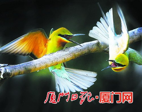 厦门最新肺部健康关注,从肺开始,守护您的健康之路