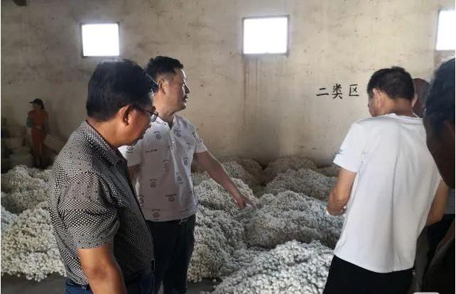 最新蚕价揭秘,蚕农福音,市场行情大放送!