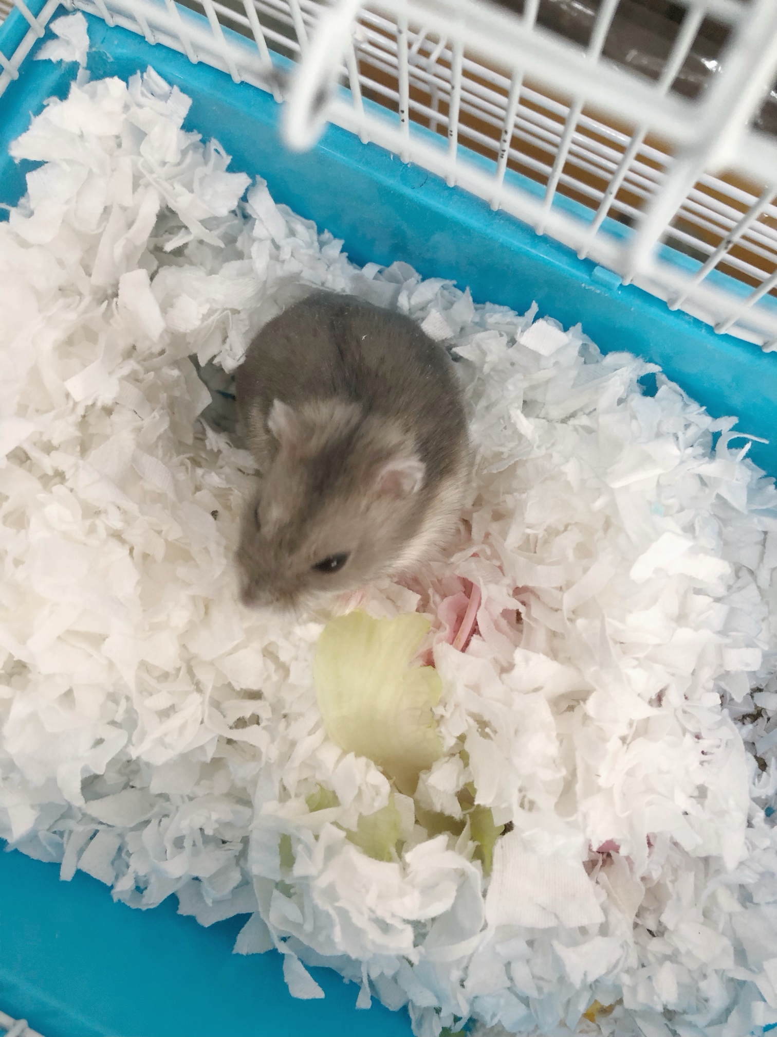 送仓鼠最新礼物，精选仓鼠周边产品大放送