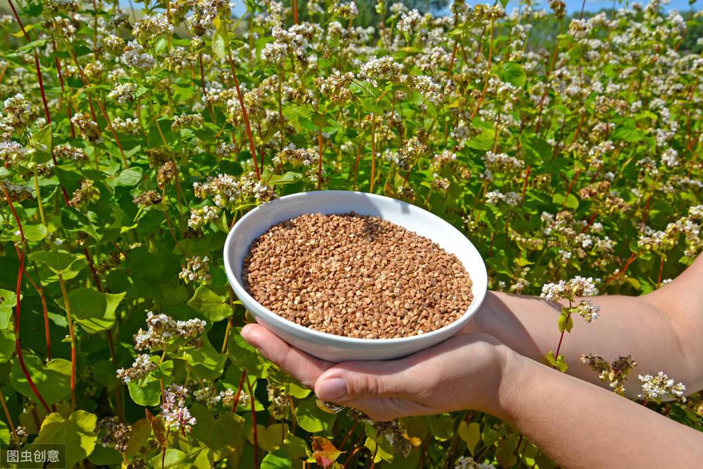 高效除草技术革新与发展,除草王最新的突破与展望