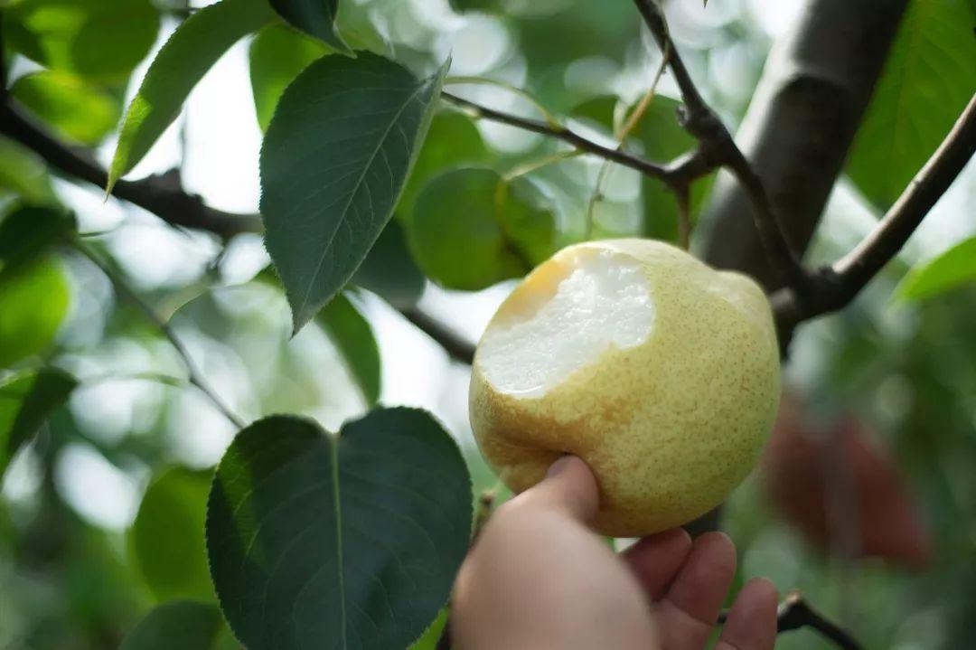 高效除草技术革新与发展,除草王最新的突破与展望