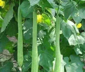 丝瓜最新应用指南,详细步骤带你体验丝瓜最新AP