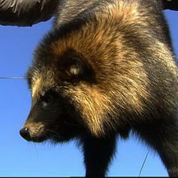 最新貉子行情分析与概览