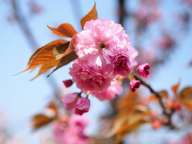 最新樱花系列高科技产品亮相，引领科技新风尚