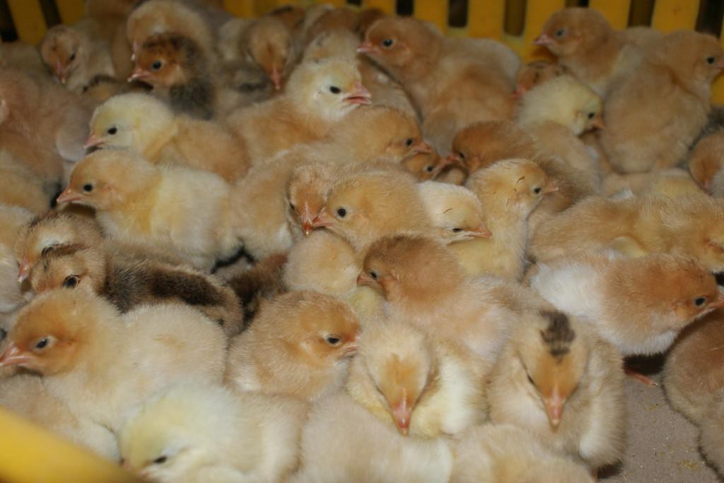 最新养小鸡,小巷深处的特色养鸡小店探秘