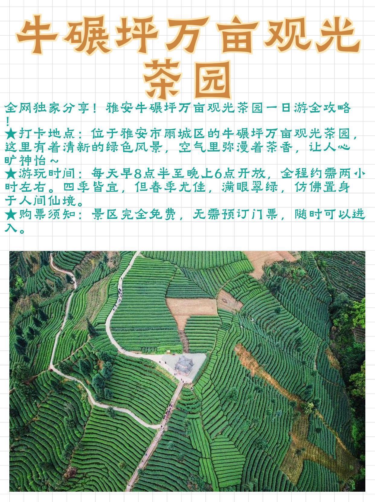 最新茶园,友情的芬芳与家的温馨交织