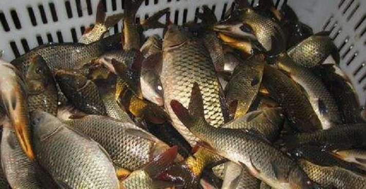 小巷深处的鲜鱼秘境,最新报价大揭秘!