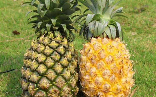 探索凤梨的美味之旅,最新凤梨食用指南