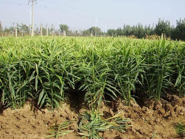 工程机械设备价格 第55页