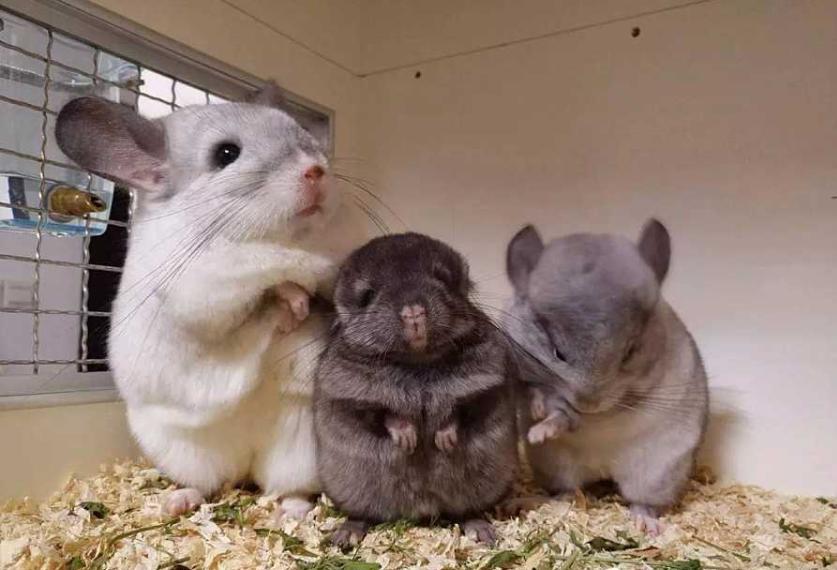 动物电影最新,高科技魅力与体验的首映盛典