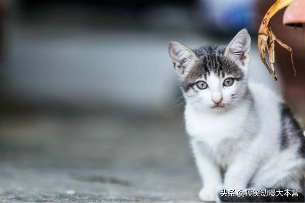 猫咪成长日记更新，记录猫奴的福音时刻！