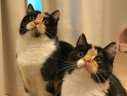 猫咪成长日记更新,记录猫奴的福音时刻!