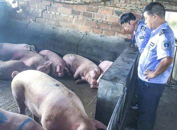 最新疫苗行情,引领全球健康发展的新动力之源