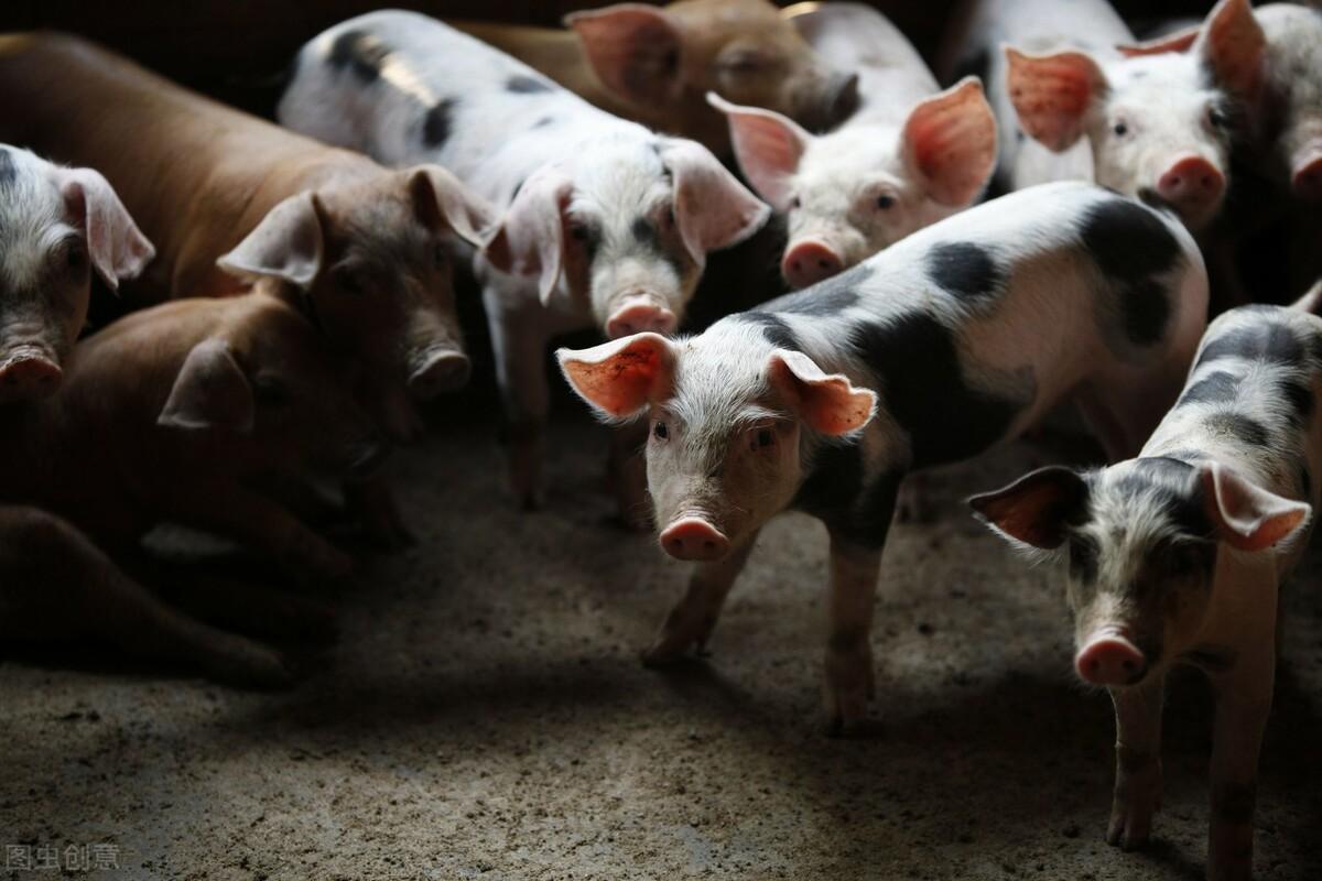 最新疫苗行情,引领全球健康发展的新动力之源