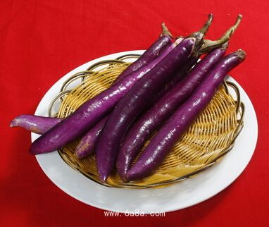 茄子导航最新论述及更新动态