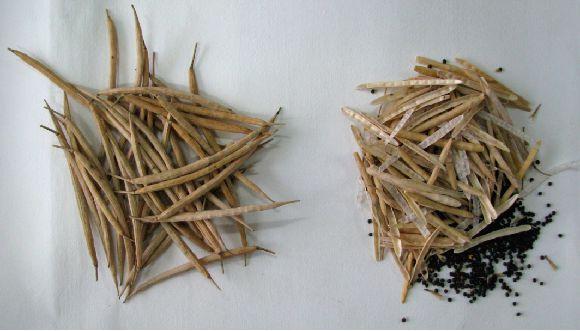 油菜消费最新趋势，高科技油菜产品引领生活新风尚