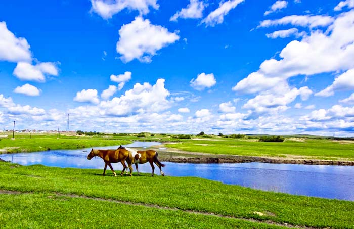 草原情的最新动态