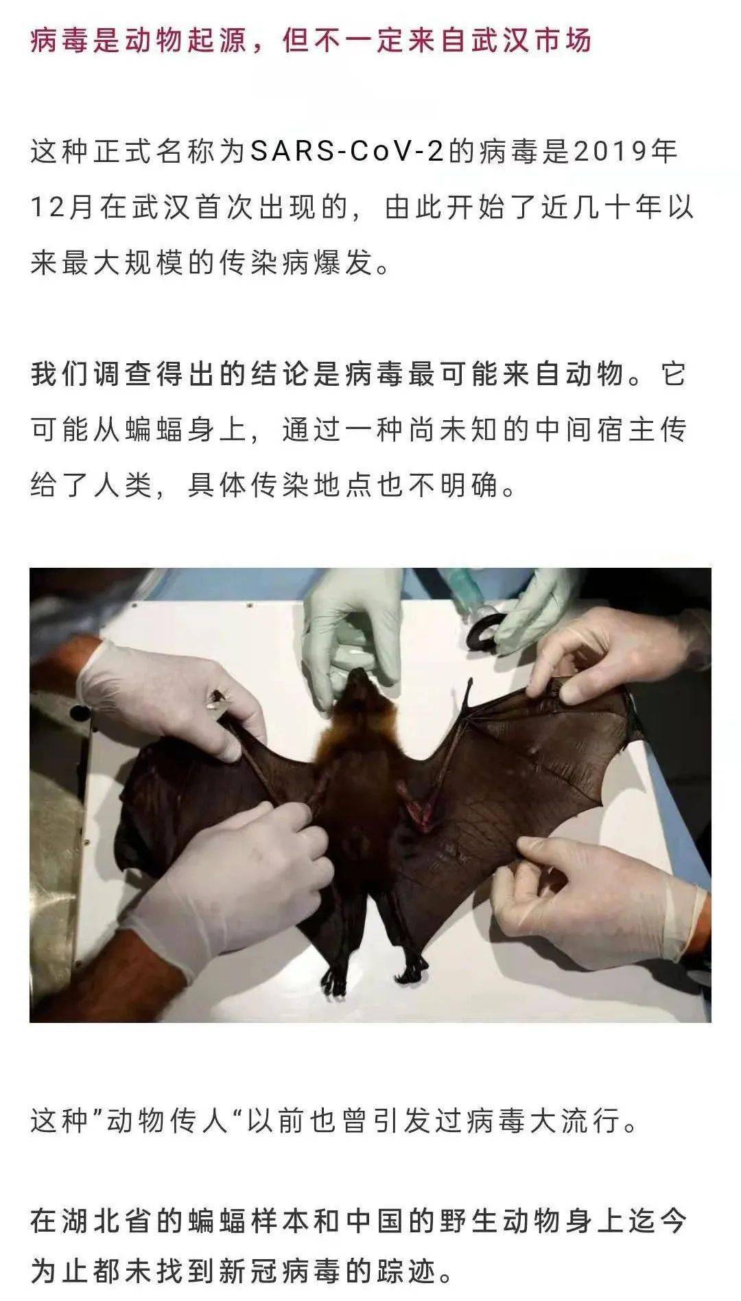 最新疫情起源的探讨与解析