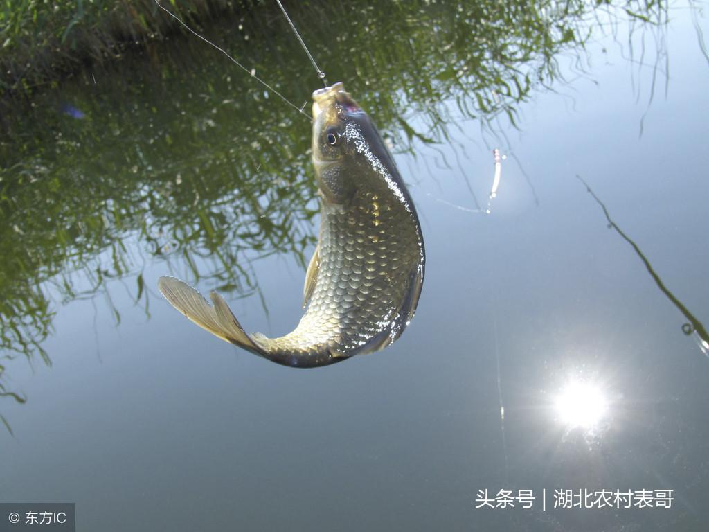 探索鲫鱼世界,最新信息与动态全解析