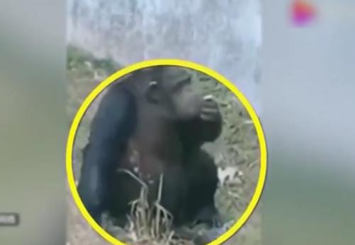 弹烟灰最新,小巷中的独特发现之旅