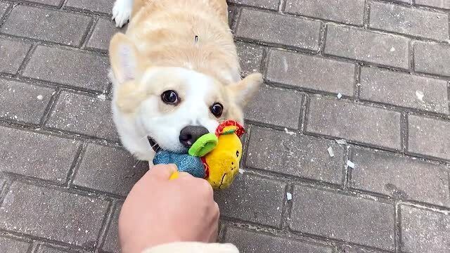 小短腿大步向前,励志之旅,自信与成就感的绽放之路