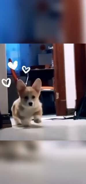 小短腿大步向前,励志之旅,自信与成就感的绽放之路