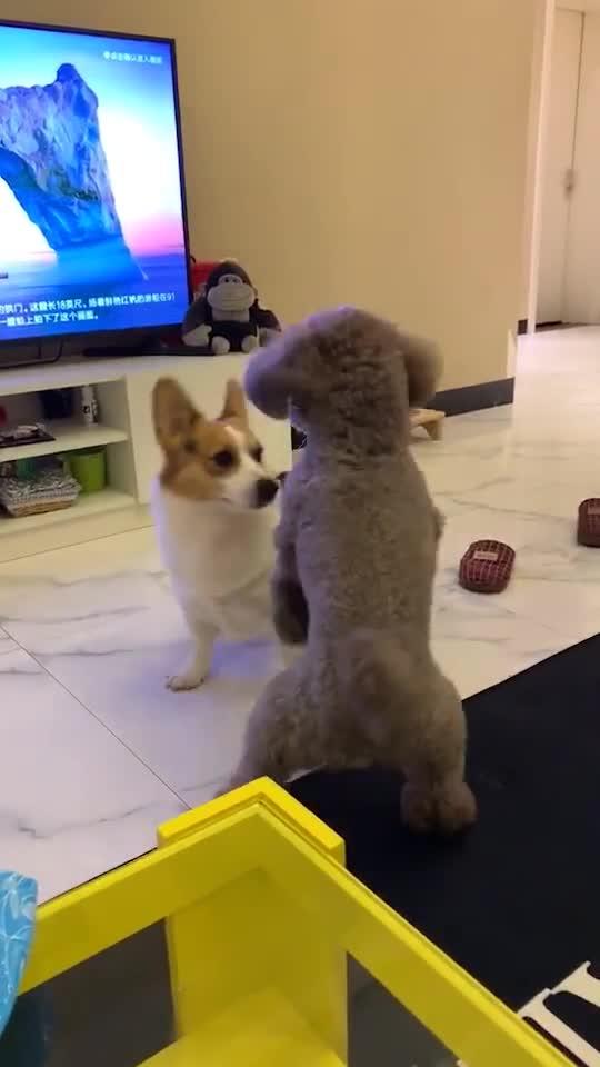 小短腿大步向前,励志之旅,自信与成就感的绽放之路