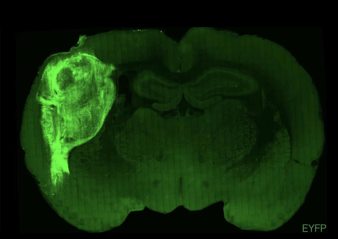 最新器官，全面理解与操作指南