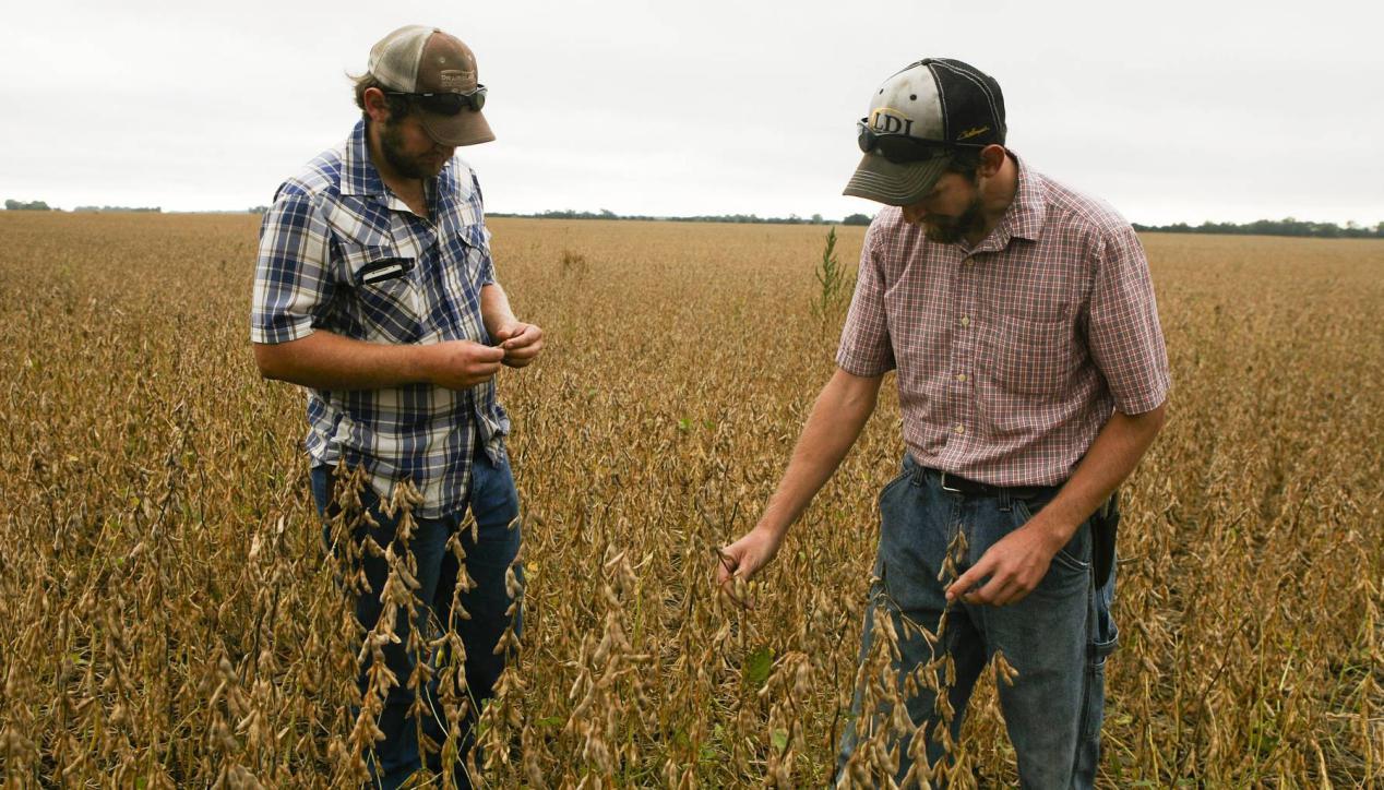 巴西大豆最新动态,科技重塑农业与生活,引领全球大豆市场新趋势