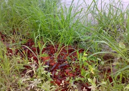 科技革新引领未来,智能虾产品走势及新潮流展望