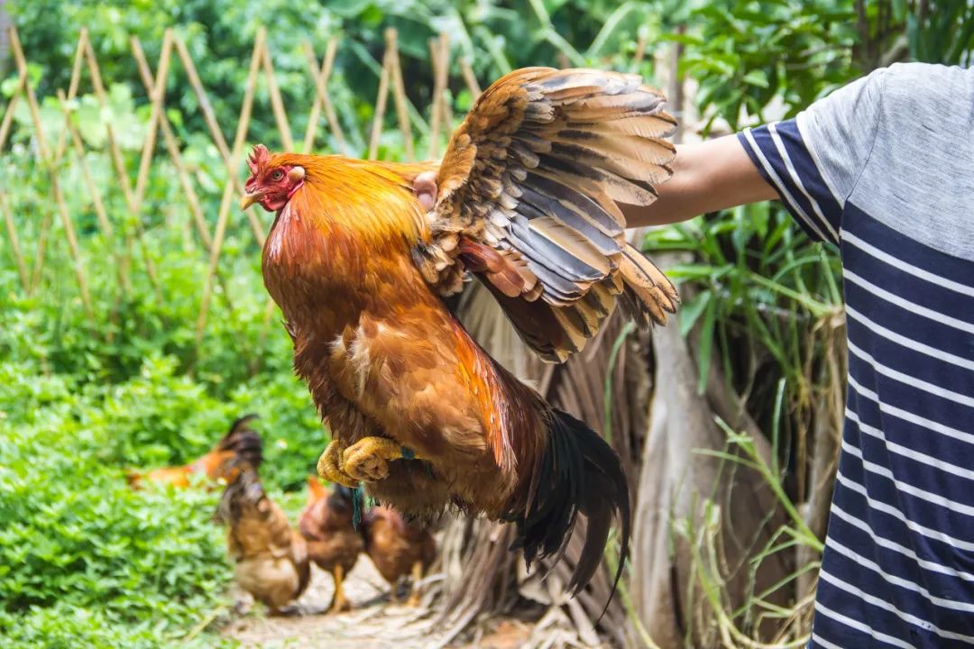 最新阉鸡技术革新推动家禽业发展