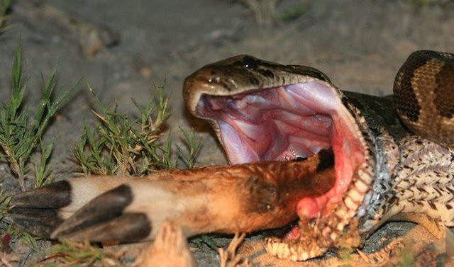 最新蟒蛇捕食现象,多元解读与探索自然奥秘